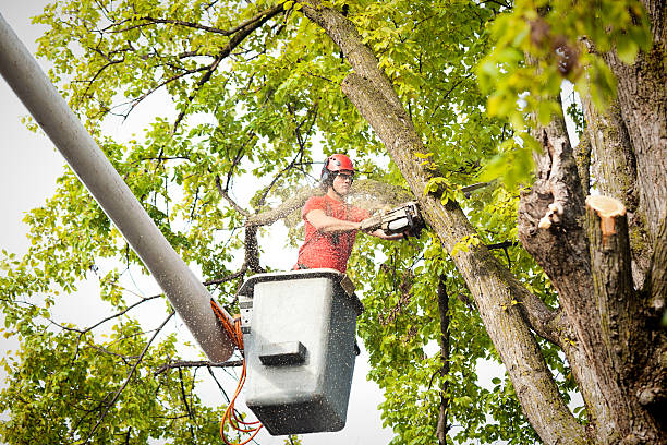 How Our Tree Care Process Works  in  Clarksburg, MD